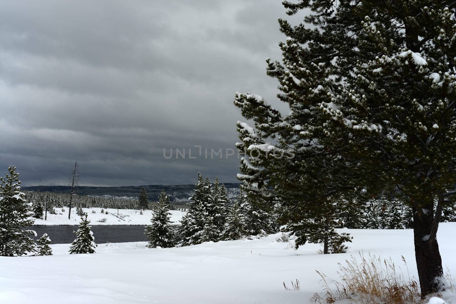 Douglas Fir covered with snow in Yellowstone National Park