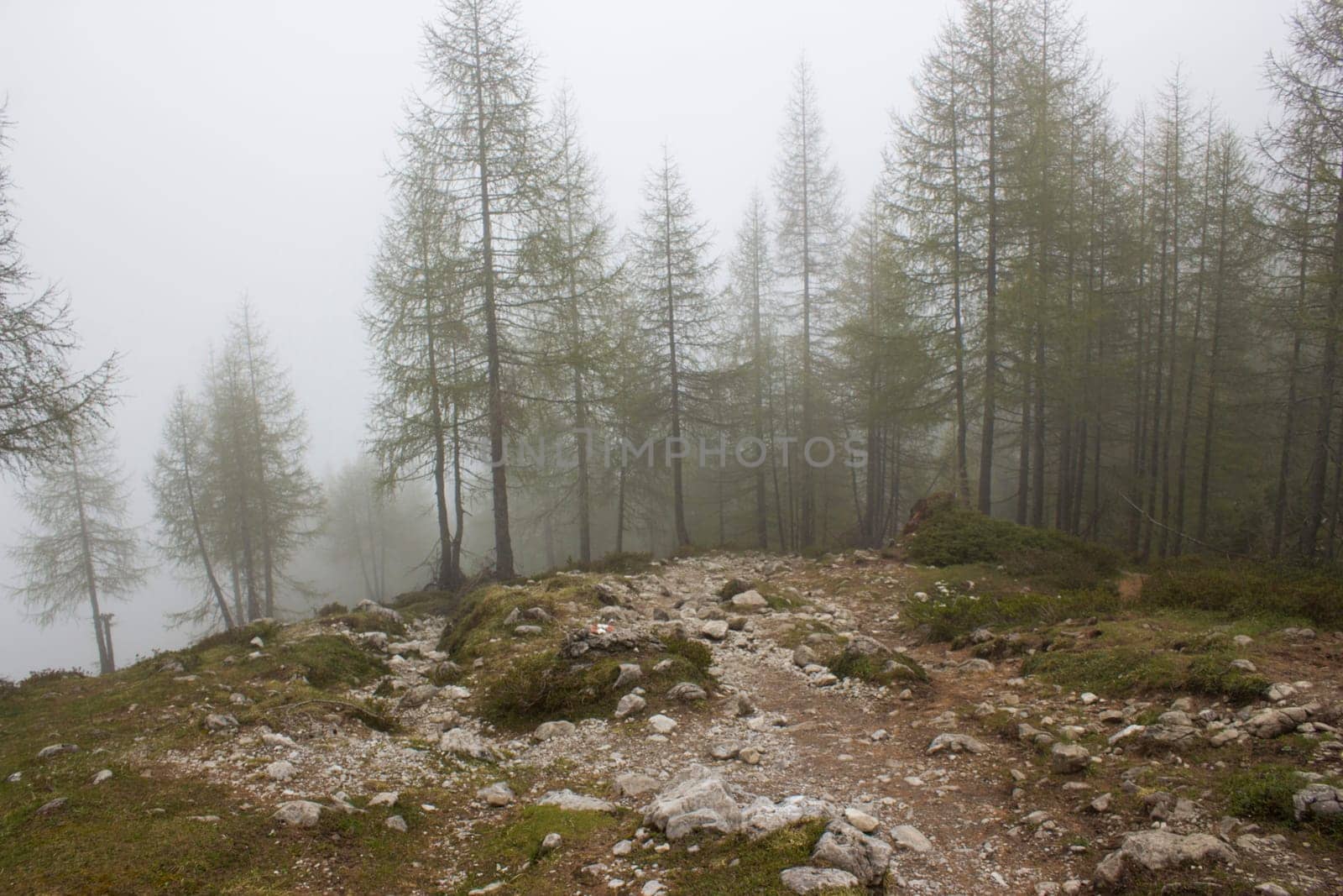 foggy forest in Lienz Dolomites in Austria. East Tyrol