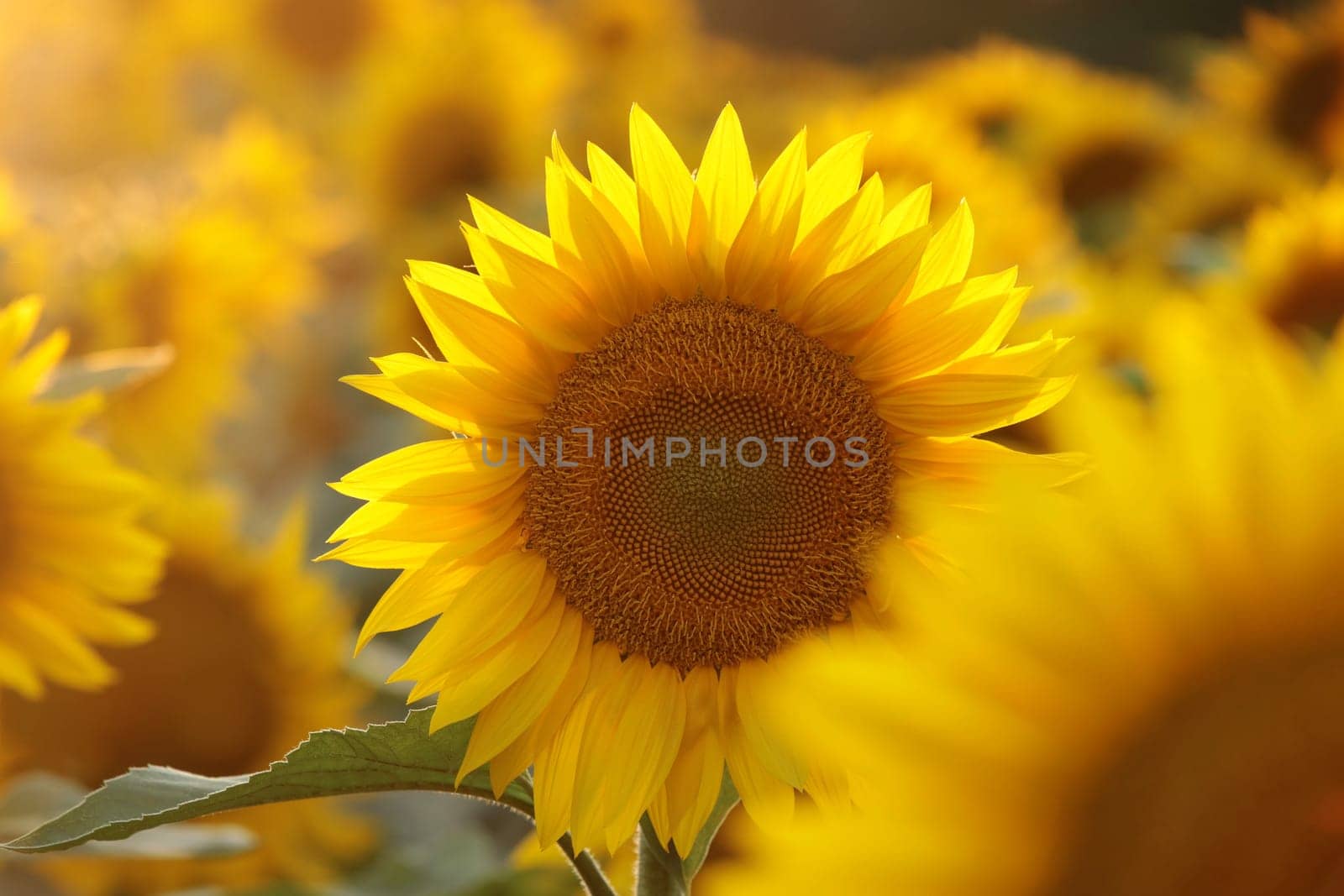 Sunflower - Helianthus annuus at sunset