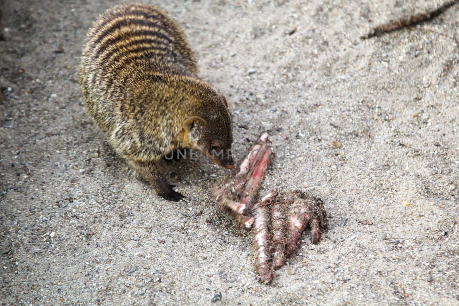 A kind of coati eating meat scraps.