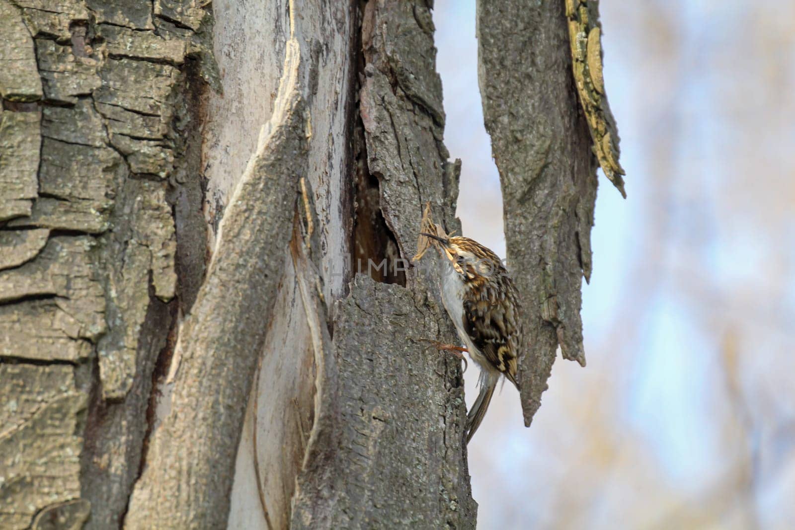A garden treecreeper, Certhia brachydactyla brings nesting material to the nest hole