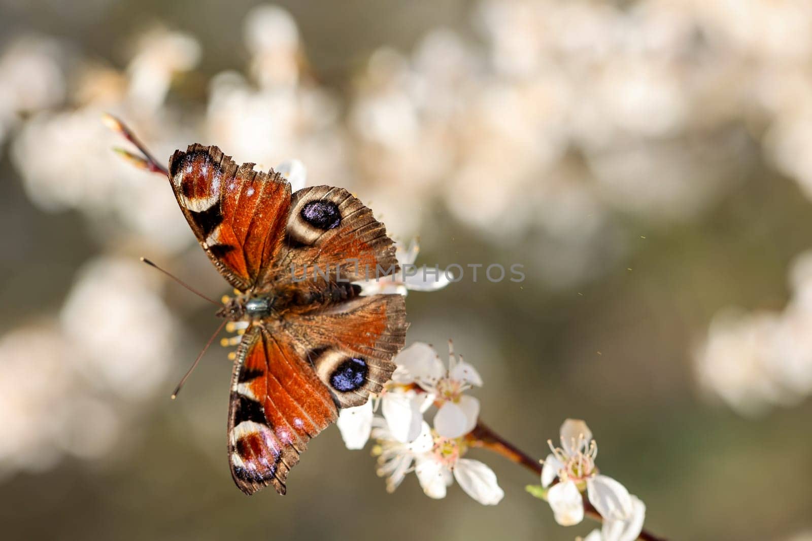 Close up of peacock butterfly. Beautiful butterfly of Germany.