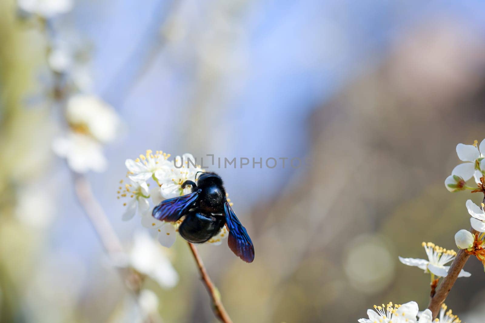 A portrait of a blue-black wood bee (Xylocopa violacea), a so-called true bee.