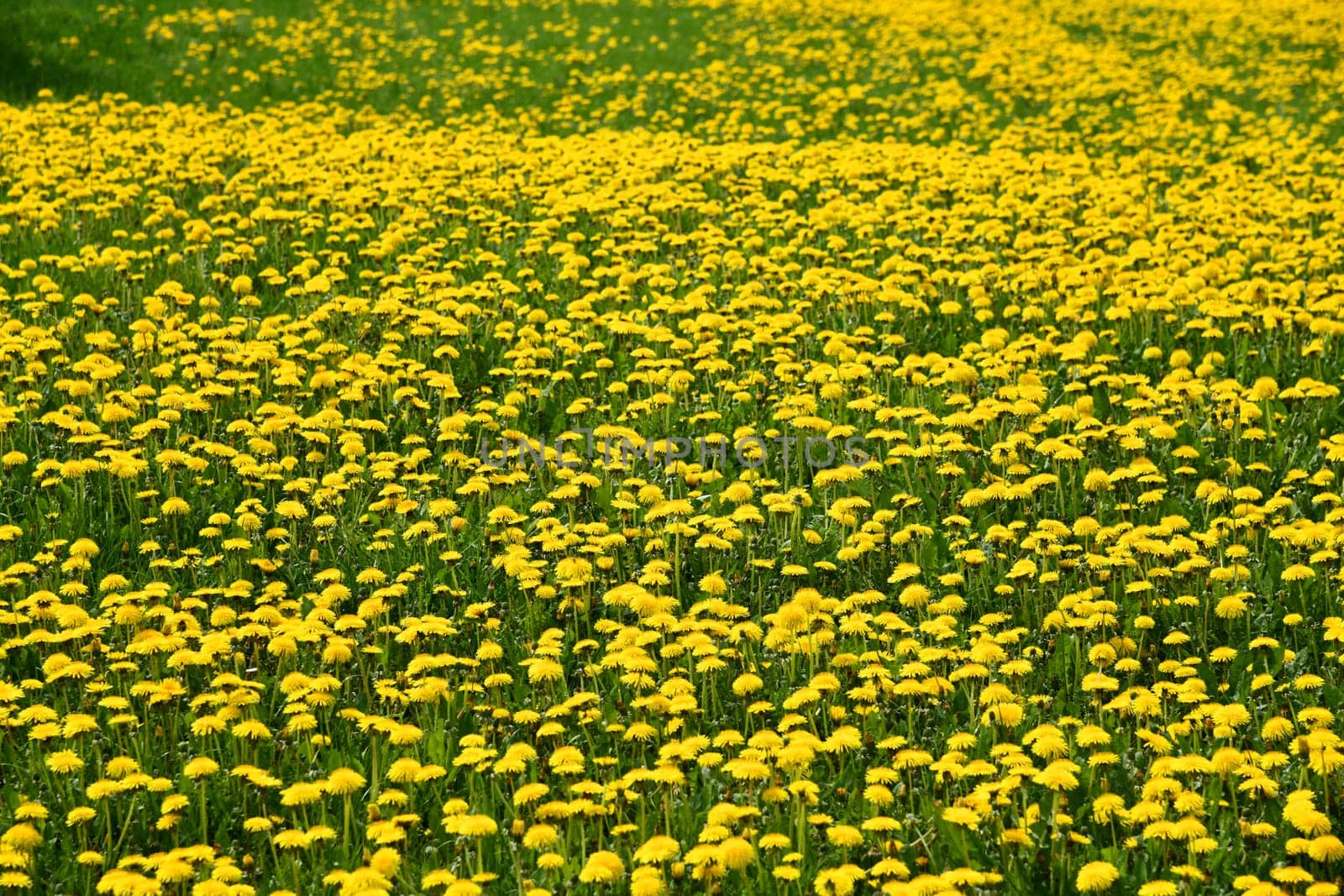 Beautiful yellow blooming dandelion meadow