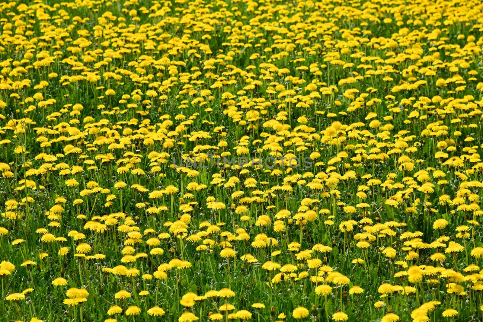 Beautiful yellow blooming dandelion meadow