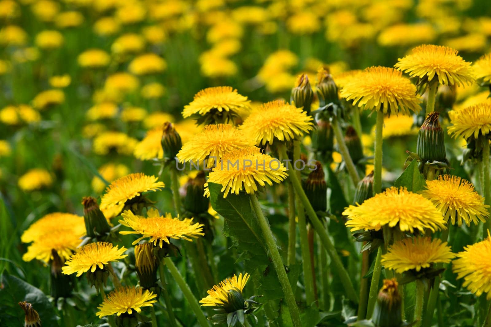 Beautiful yellow blooming dandelion meadow