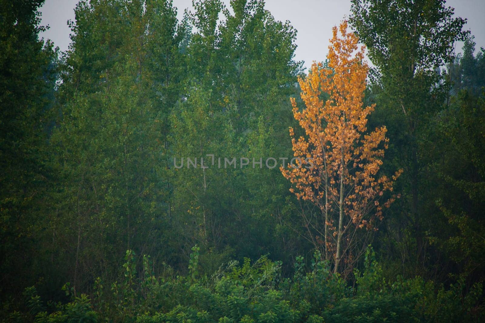Dense forest with canopies of green trees and one colorful yellow canopie in autumn.