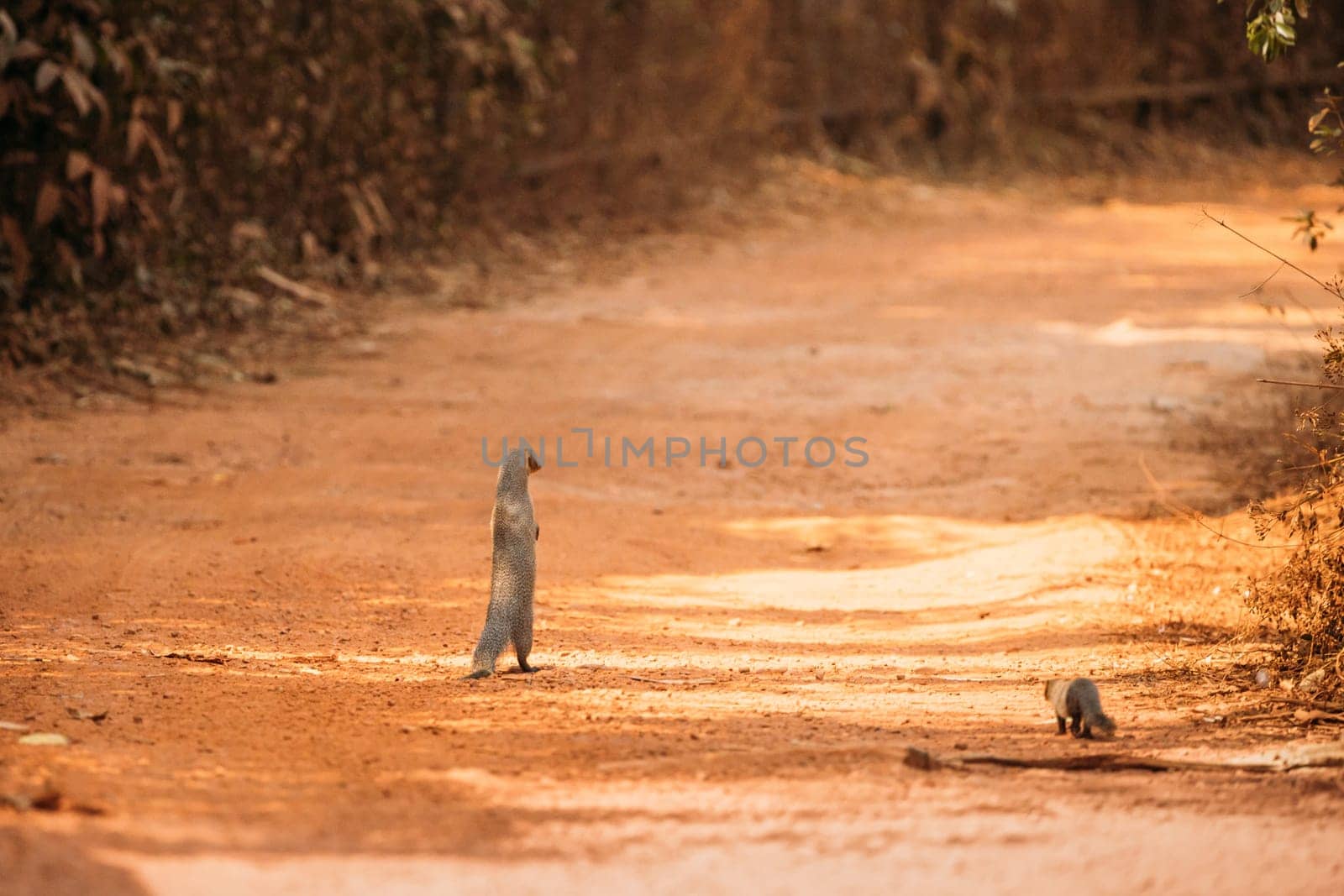 Goa, India. Indian Grey Mongoose Walking On Its Hind Legs.
