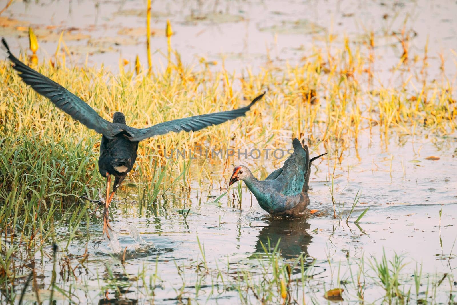 Goa, India. Grey-headed Swamphen Birds In Morning Looking For Food In Swamp. Porphyrio Poliocephalus.