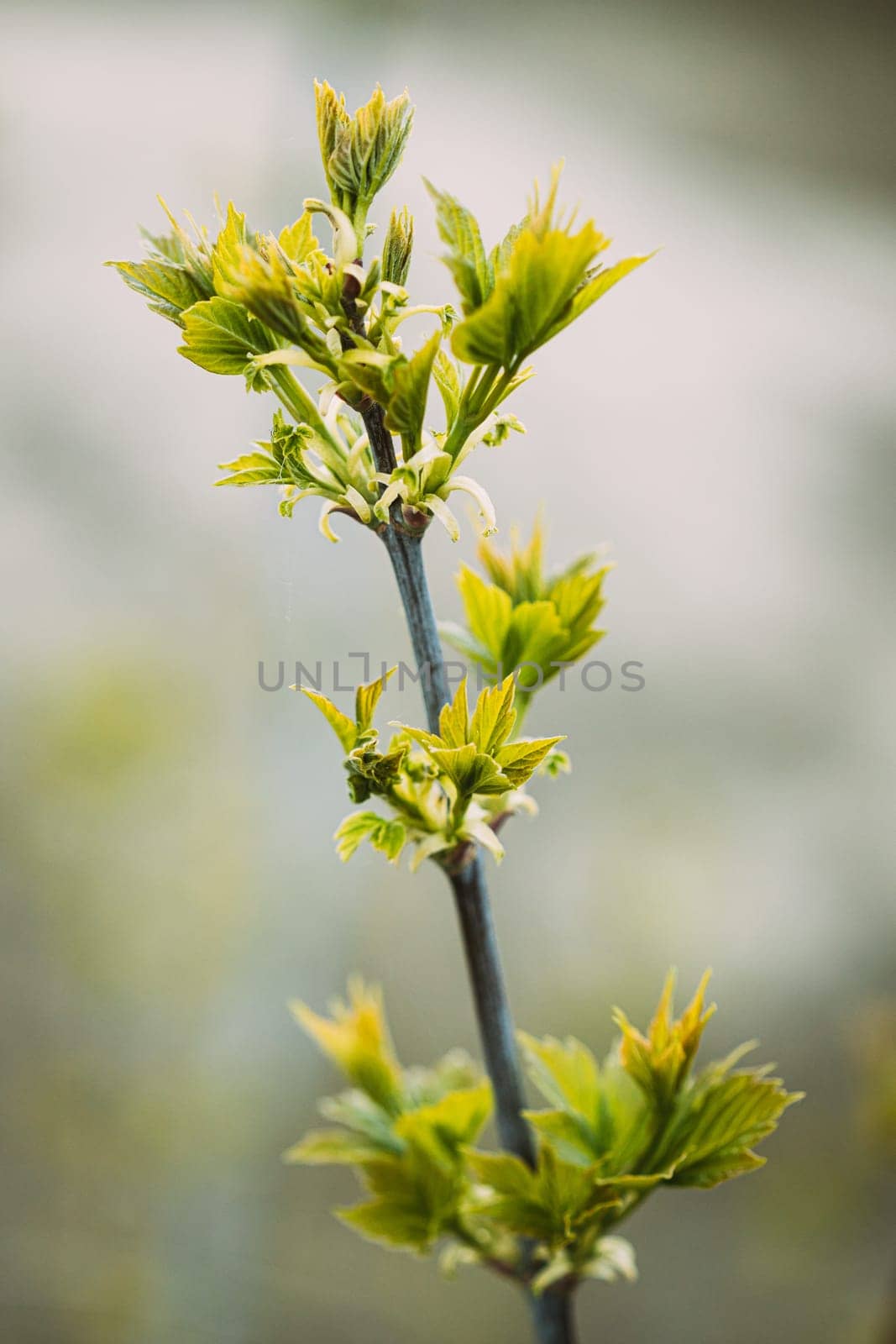 Young Spring Green Leaf Leaves Growing In Branch Of Forest Bush Plant Tree. Young Leaf In Sunlight On Boke Bokeh Natural Blur