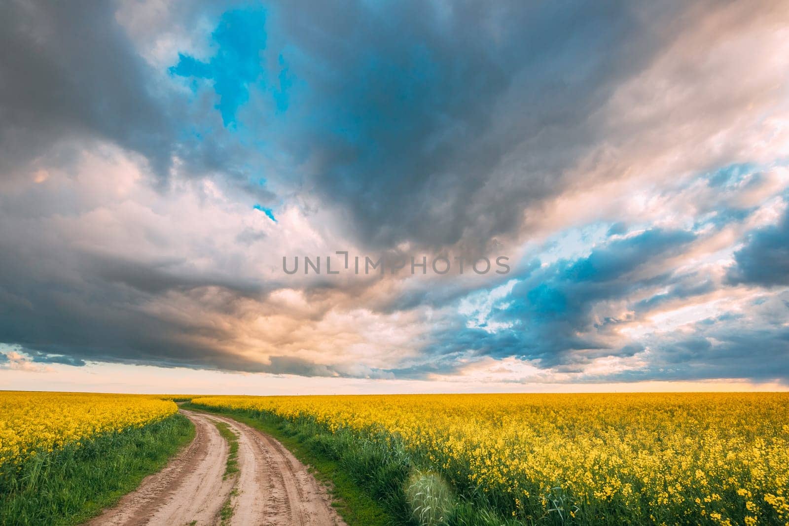 Elevated View Dramatic Sky With Fluffy Clouds On Horizon Above Rural Landscape Blooming Canola Colza Flowers Rapeseed Field. Country Road. Spring Field Agricultural Landscape.