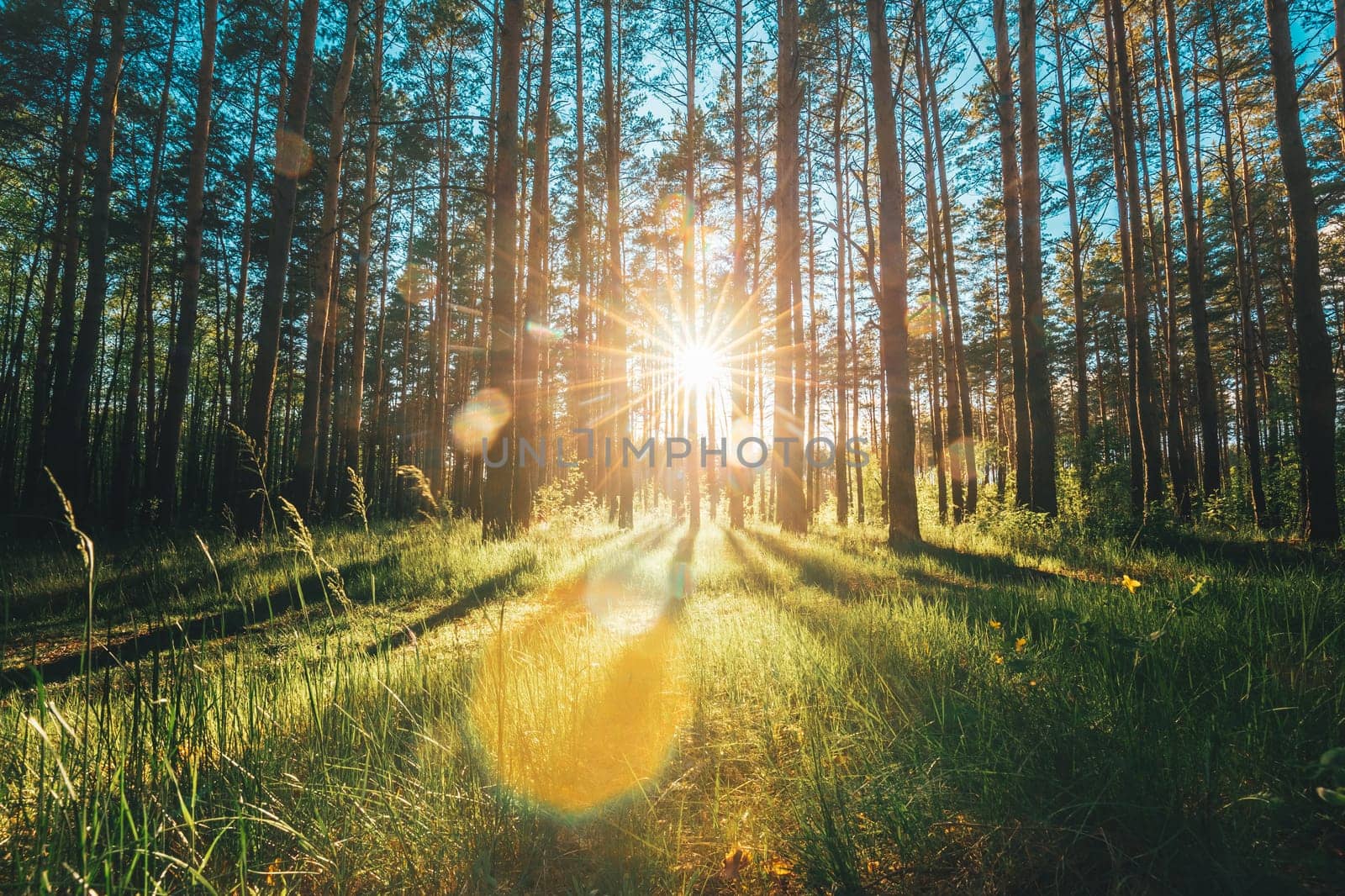 Beautiful Sunset Sunrise Sun Sunshine In Sunny Summer Coniferous Forest. Sunlight Sunbeams Through Woods In Greenwood Forest Landscape.