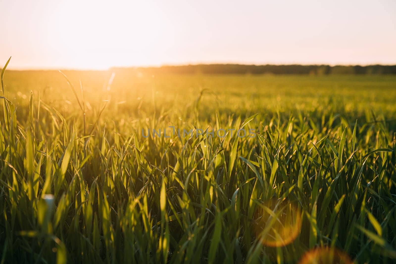 Close Up Young Wheat Shoots In Sunset Sunrise Sunlight. Countryside Rural Field With Young Wheat Sprouts In Spring Summer Evening. Beauty In Agricultural Field.