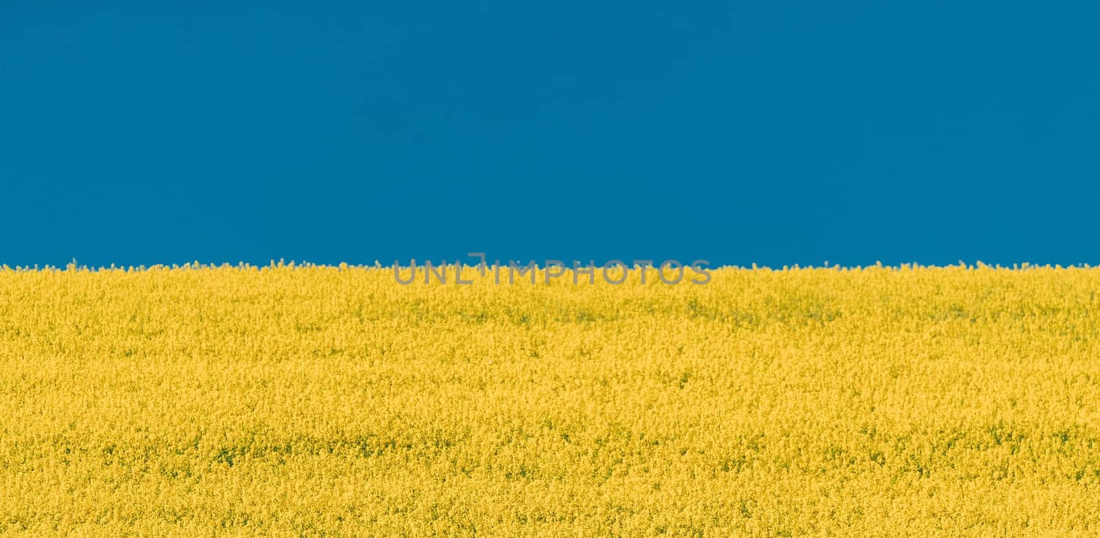 Yellow Rapeseed Field And Blue Sky In Summer Sunny Day. Landscape Like Flag Of Ukraine.