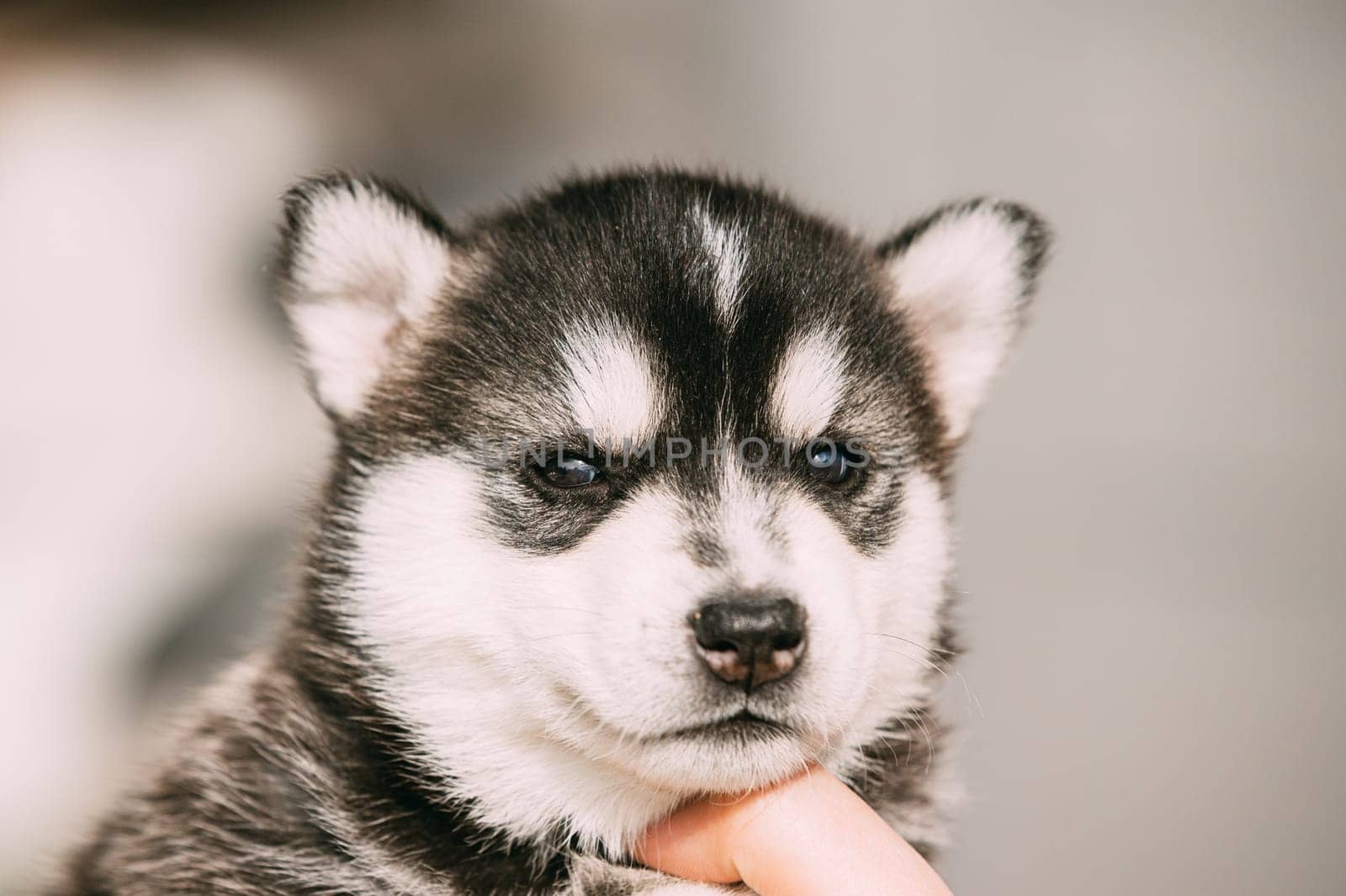 Four-week-old Husky Puppy Of White-gray-black Color Close Up Portrait.