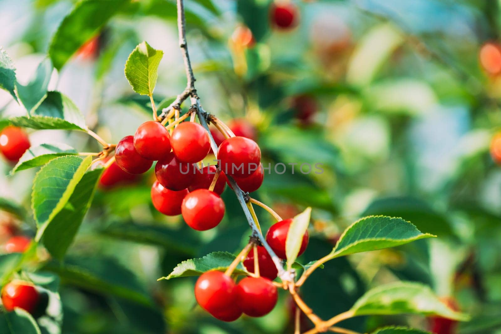 Red Ripe Cherry Berries Prunus subg. Cerasus on tree In Summer Vegetable Garden.