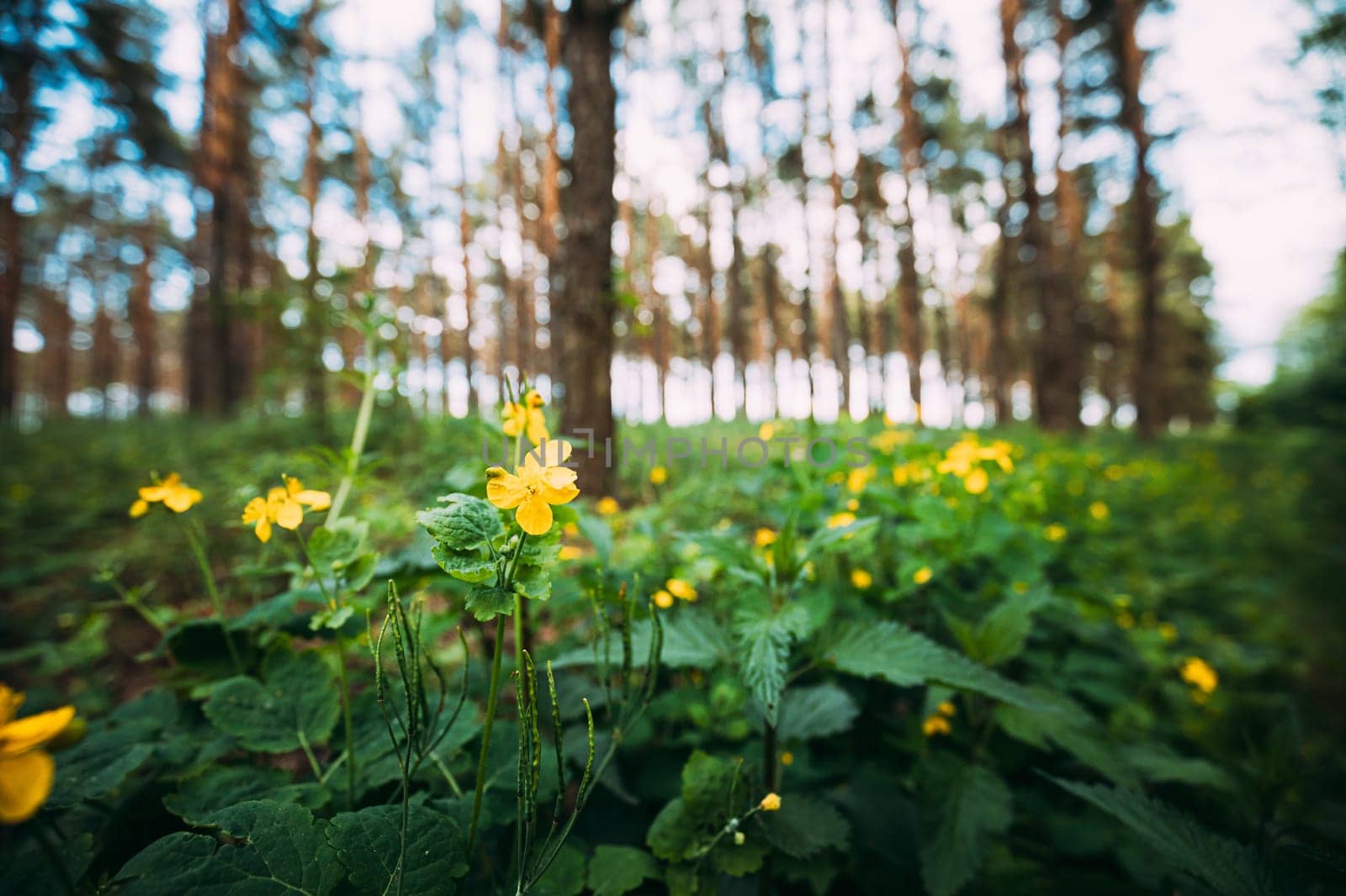 Green Spring Forest. Plant Ranunculus Acris With Yellow Flowers On Background Tall Trees.