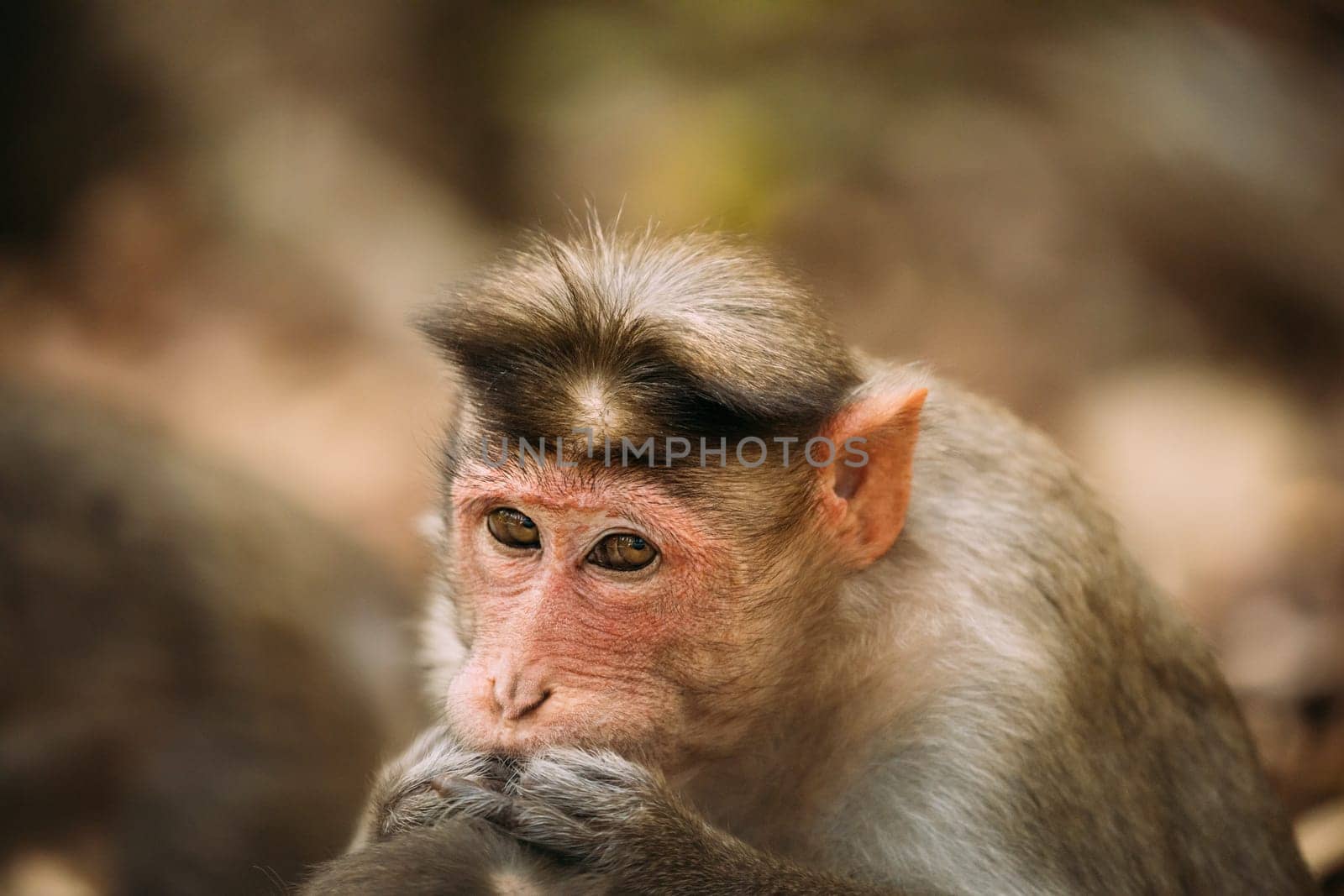 Goa, India. Monkey Bonnet Macaque - Macaca Radiata Or Zati Is Looking For Fleas. Close Up. Monkey