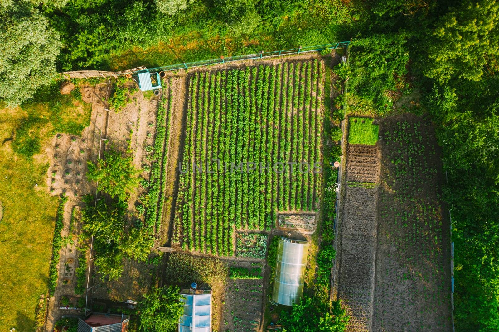 Aerial View Of Vegetable Garden In Small Town Or Village. Potato Plantation And Greenhouse At Summer Evening. Village Garden Beds.