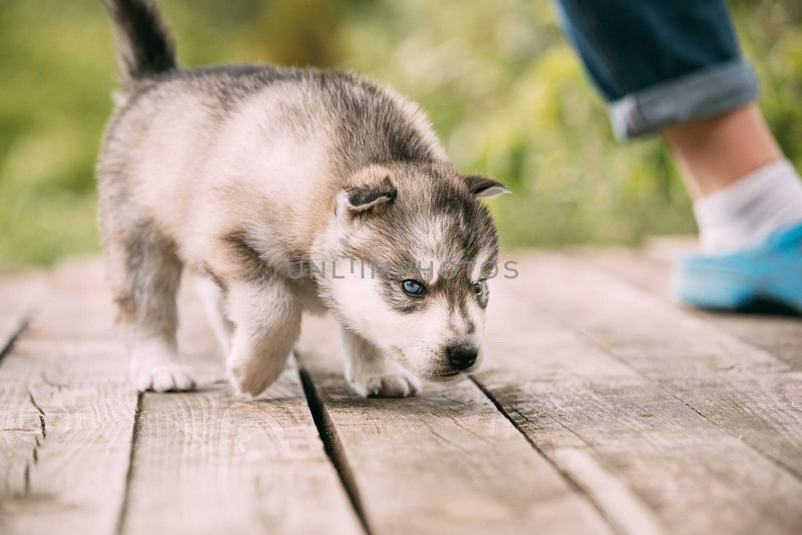 Four-week-old Husky Puppy Of White-gray Color Sitting On Wooden Ground And Sniffs It.