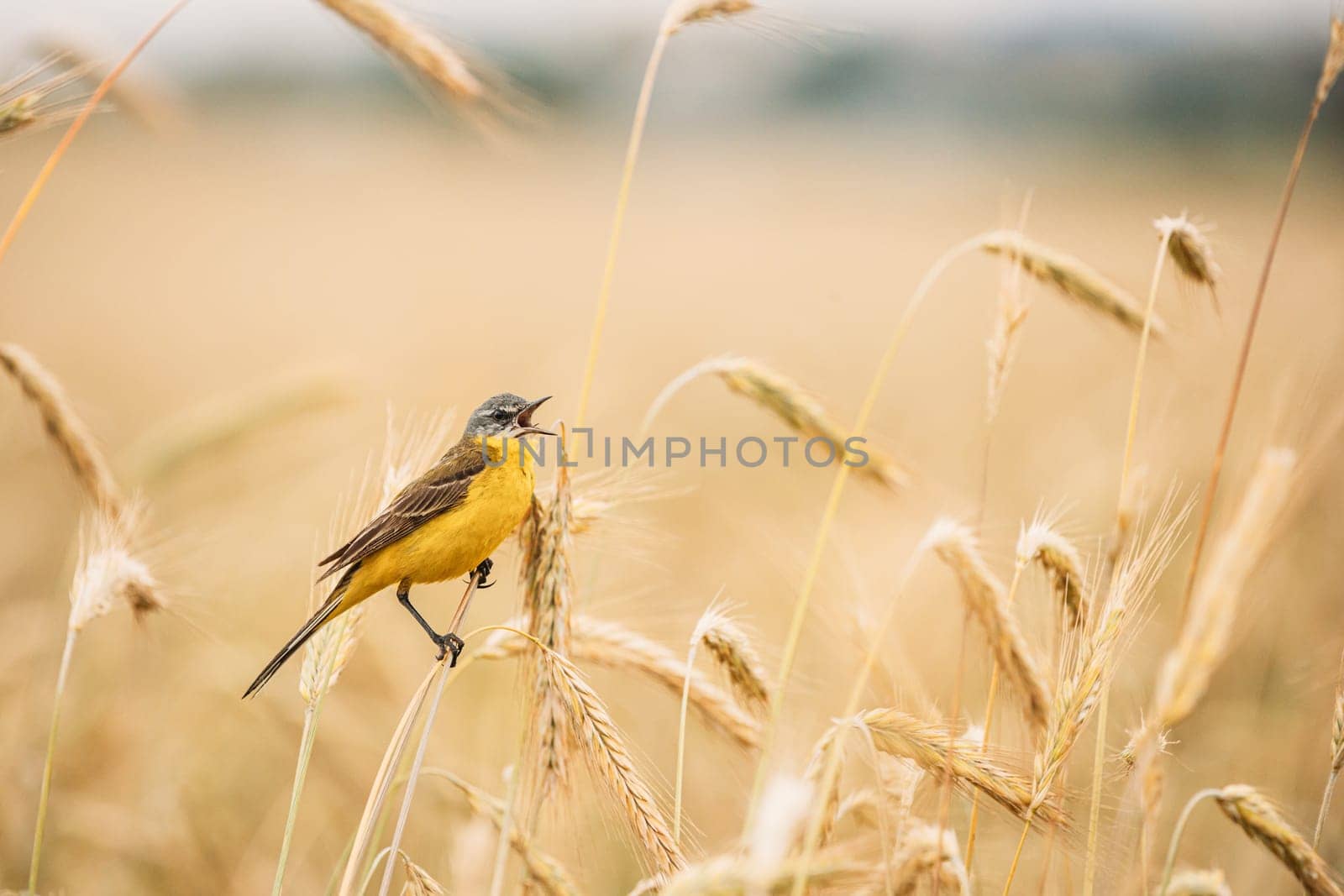 Western Yellow Wagtail. Motacilla Flava Is A Small Passerine In The Wagtail Family Motacillidae, Which Also Includes The Pipits And Longclaws. This Species Breeds In Much Of Temperate Europe And Asia. Belarus.