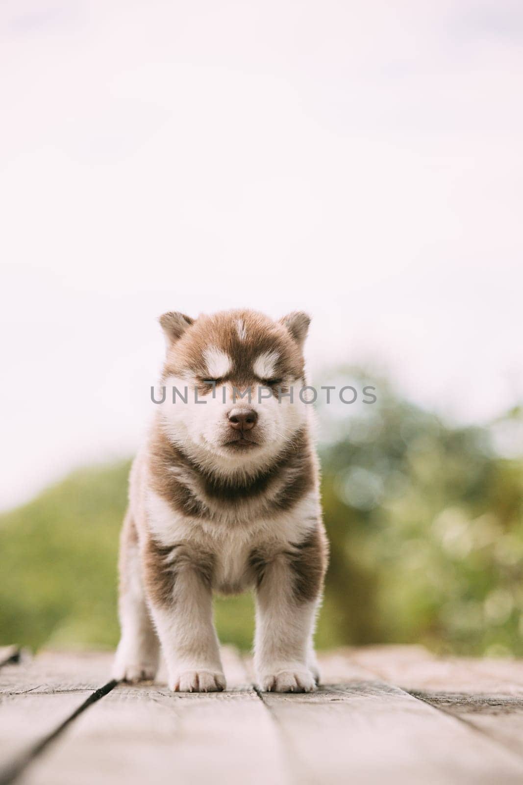 Four-week-old Husky Puppy Of White-brown Color Standing On Wooden Ground With Closed Eyes.