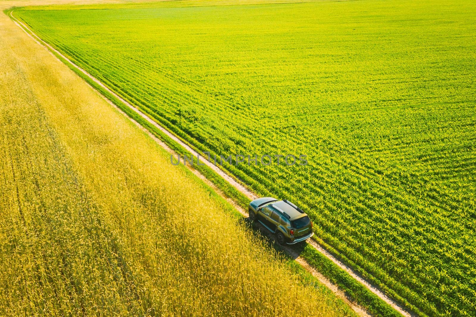 Aerial View Of Car SUV Parked Near Countryside Road In Spring Field Rural Landscape. Car Between Young Wheat And Corn Maize Plantation.