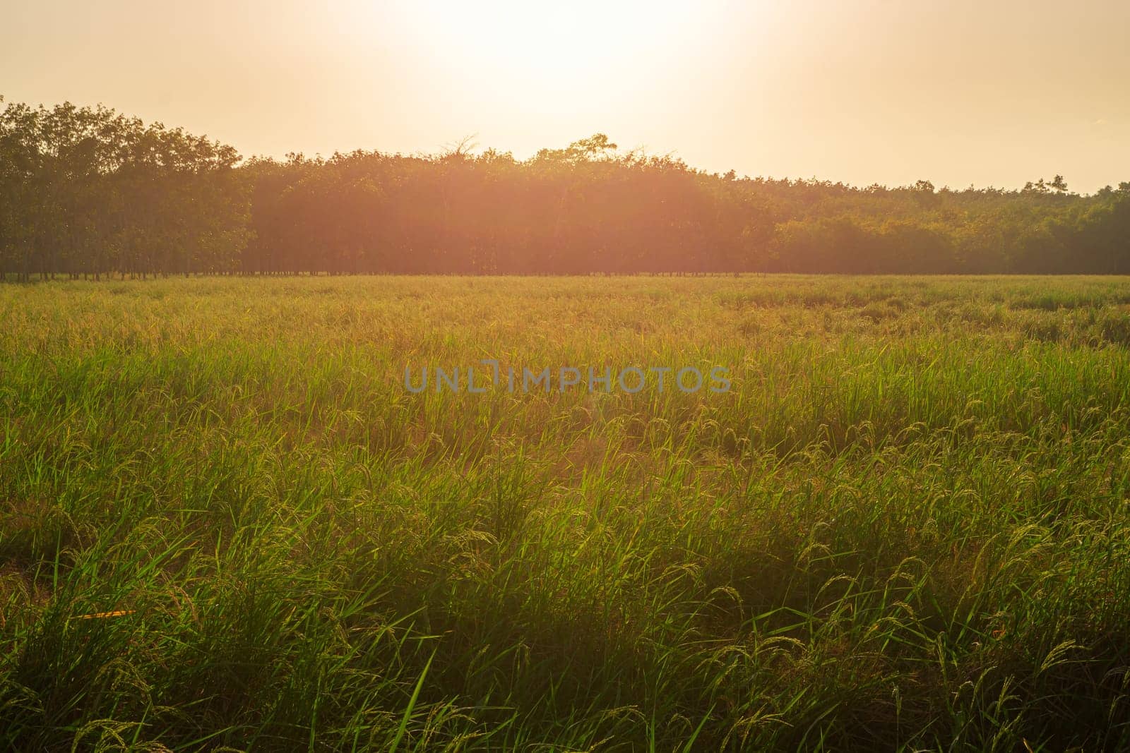 Rice paddy in rice field rural with cloud sky in daylight, Green field rural countryside, Paddy rice with green field