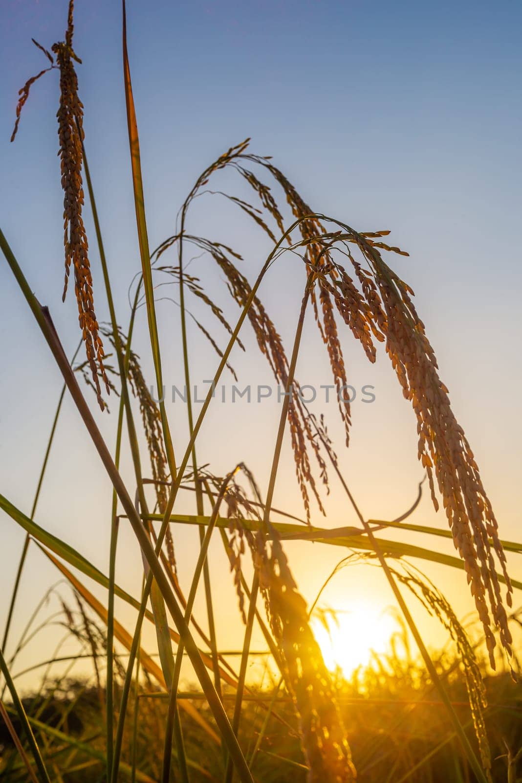 Rice paddy in rice field rural with cloud sky in daylight, Green field rural countryside, Paddy rice with green field