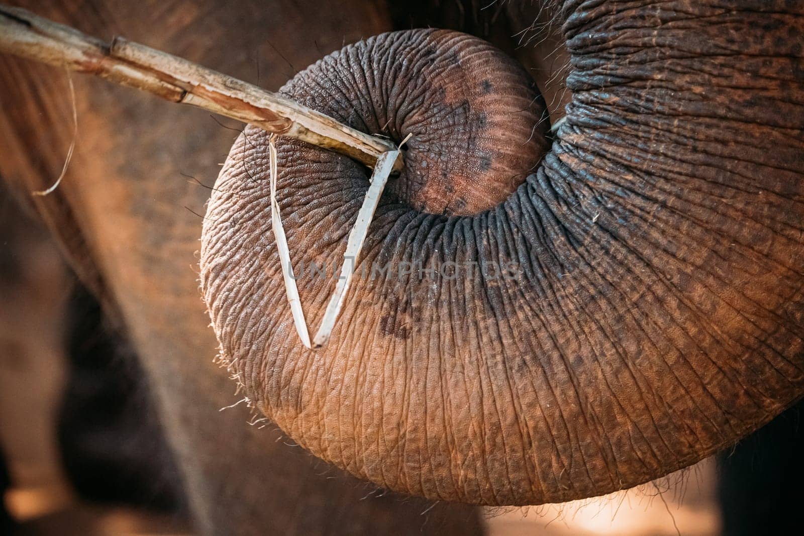Goa, India. Close View Of Elephant Cow Eating By Trunk.
