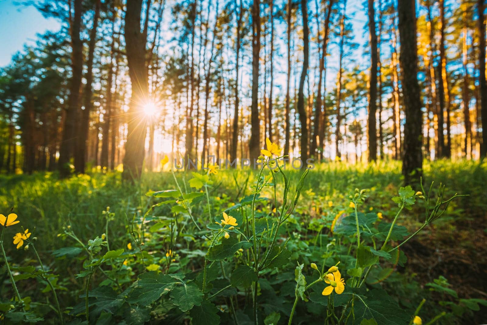 Sunset In Green Spring Forest. Green Plant Ranunculus Acris With Yellow Flowers On Background Tall Trees And Sunrise In Forest.