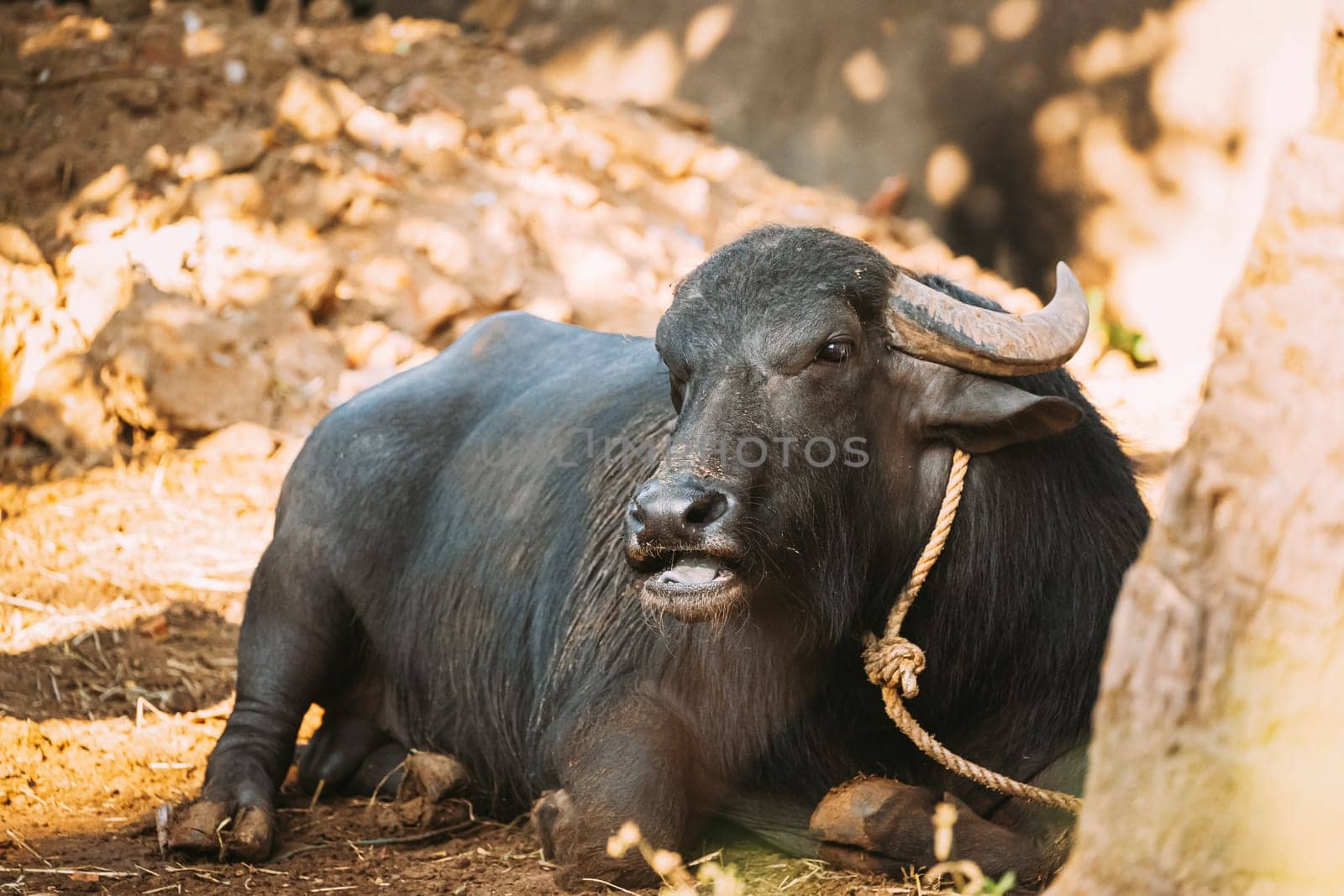 Goa, India. Water Buffalo Lie Resting Under The Sun.