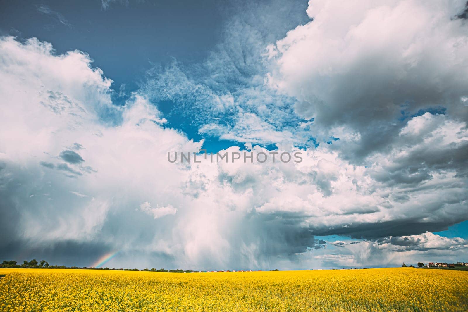 Dramatic Rain Sky With Rain Clouds On Horizon Above Rural Landscape Camola Colza Rapeseed Field. Agricultural And Weather Forecast Concept.