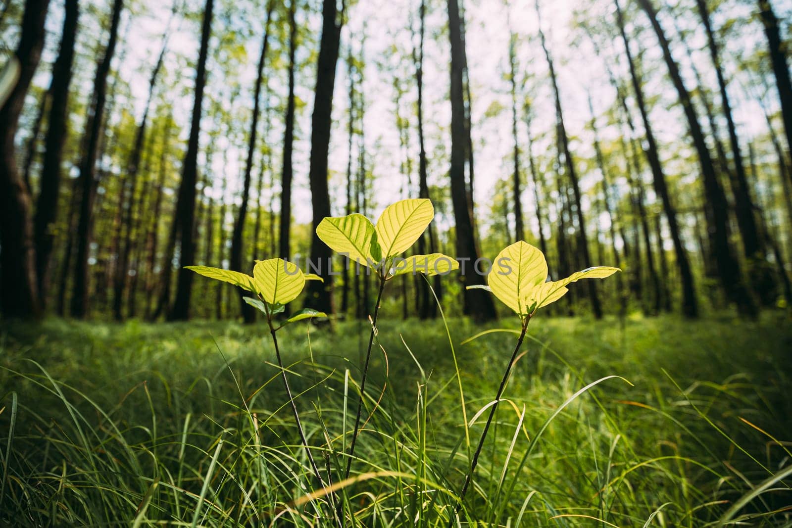 Growing Small Young Spring Sprigs Green Trees. Summer Sunny Day. Wide Angle.