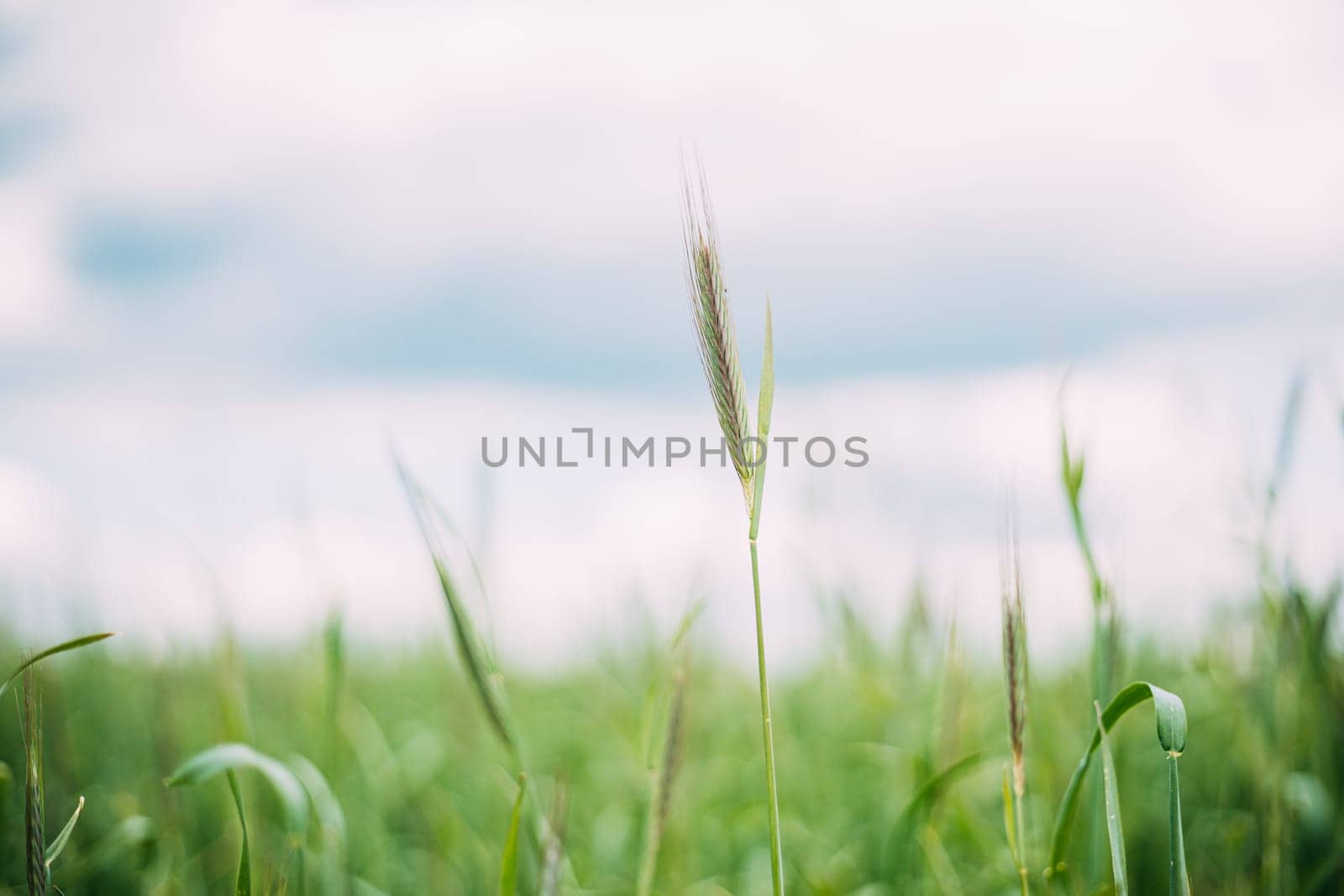Young Wheat Shoots Close Up. Wheat Sprouts In Spring Season.