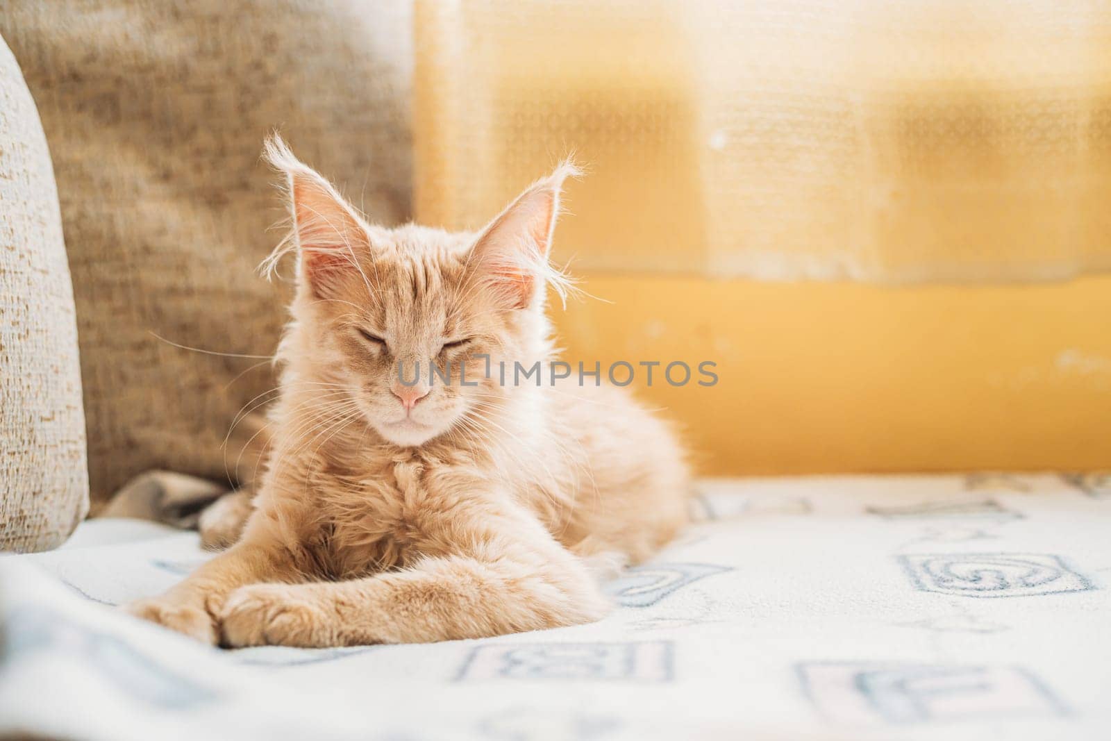 Funny Curious Young Red Ginger Maine Coon Kitten Cat Sleeping At Home Sofa. Coon Cat, Maine Cat, Maine Shag.