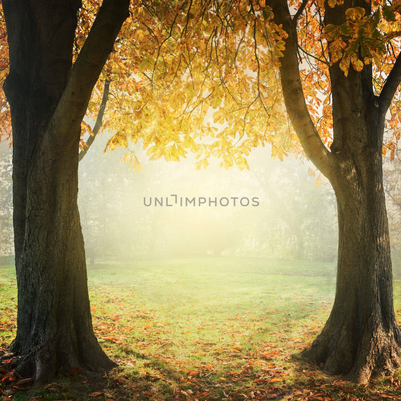 Autumn trees with golden leaves with mist and sunlight. Seasonal landscape concept. Frame design with copyspace.