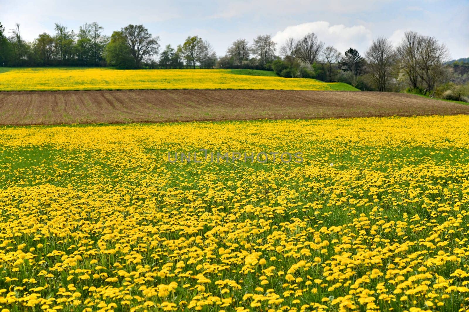Beautiful yellow blooming dandelion meadow