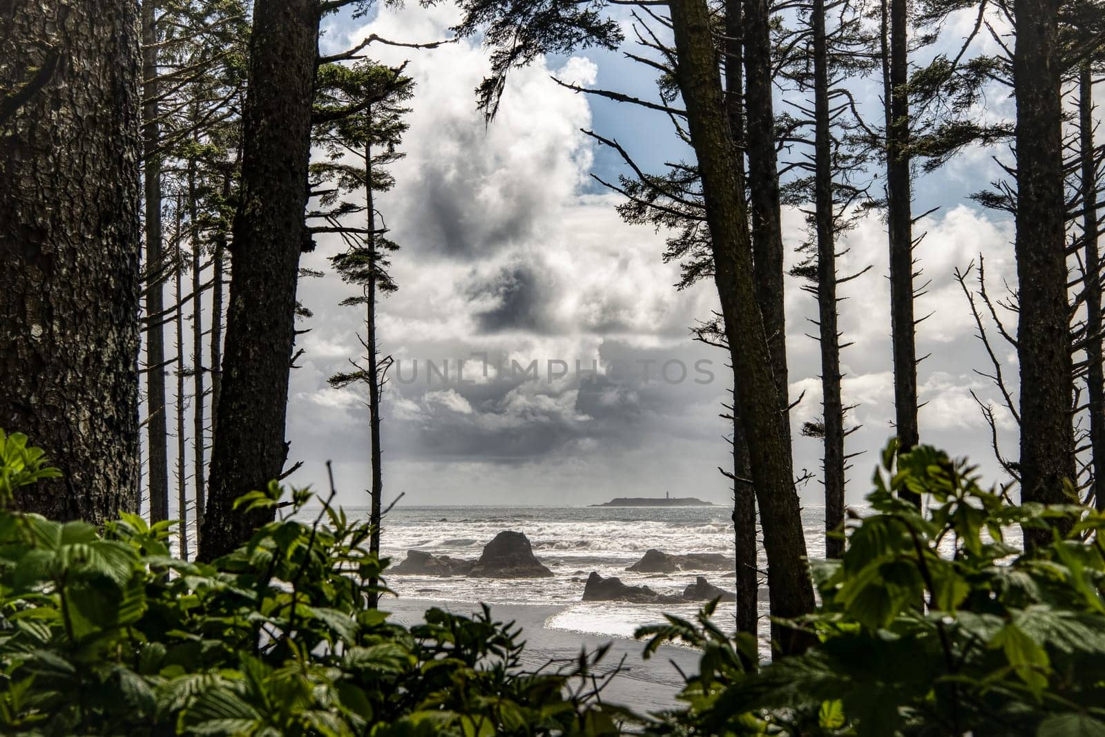 Wild Woodland Washington Olympic Coastline
