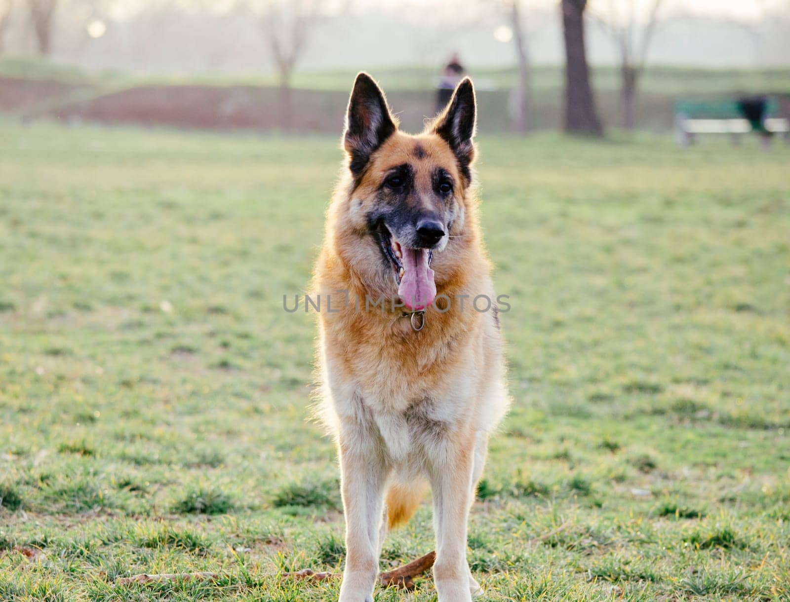 German shepherd plays in the park. Dog portrait at sunset.