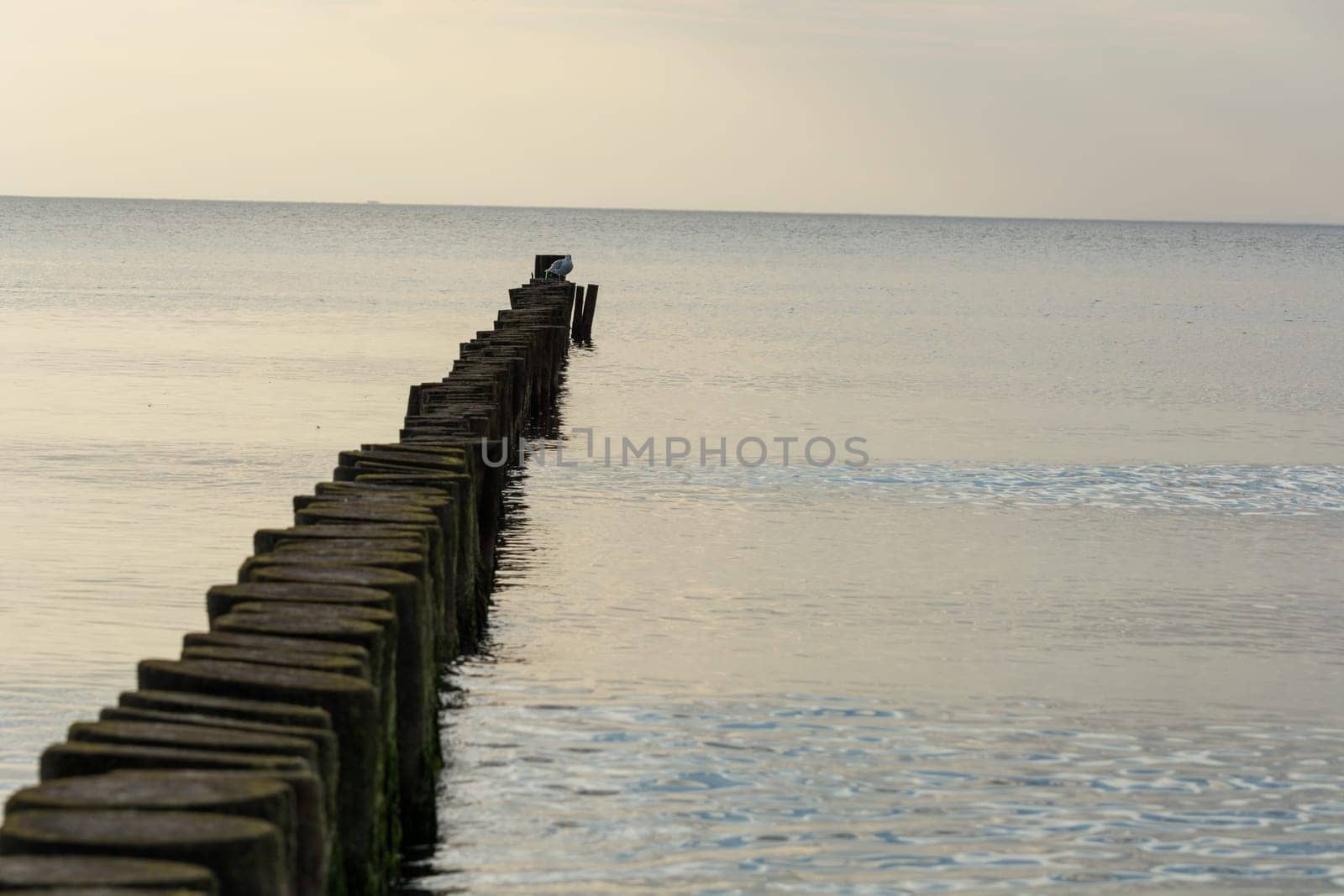 White gulls standing on a wooden breakwater. a row of logs driven into the sea floor. Birds are watching what is happening. Gulls rest on the breakwater. The sea wave moves along the breakwater.
