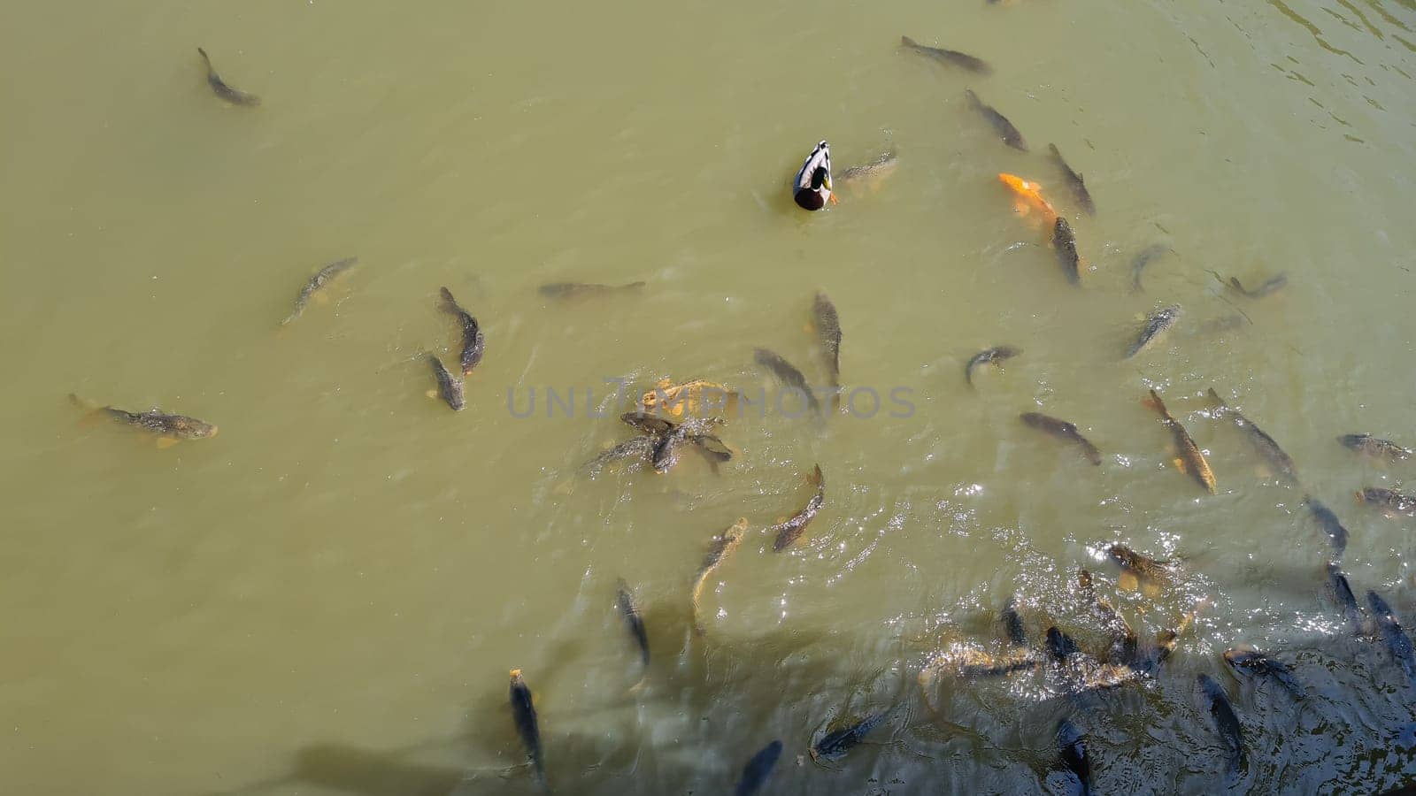 Muddy pond with many different fish