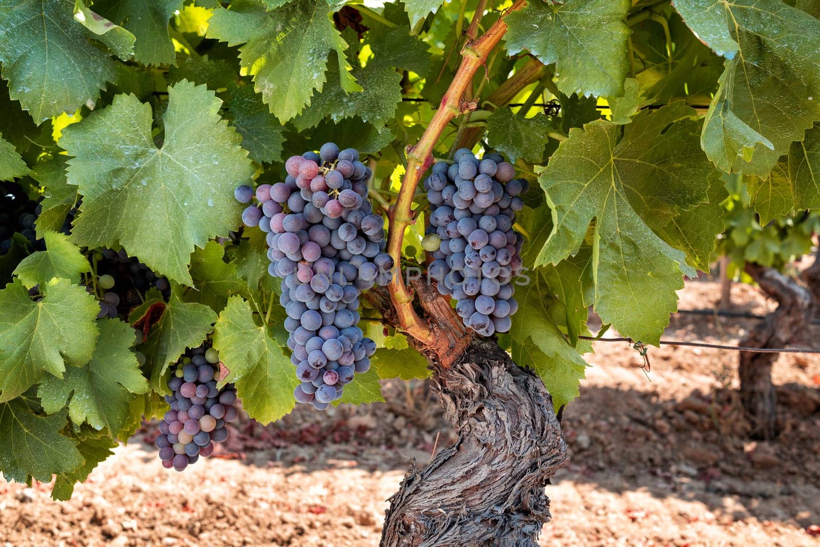 Veraison in a vineyard. Bunches of grapes with berries that begin the ripening phase. Traditional agriculture. Sardinia.