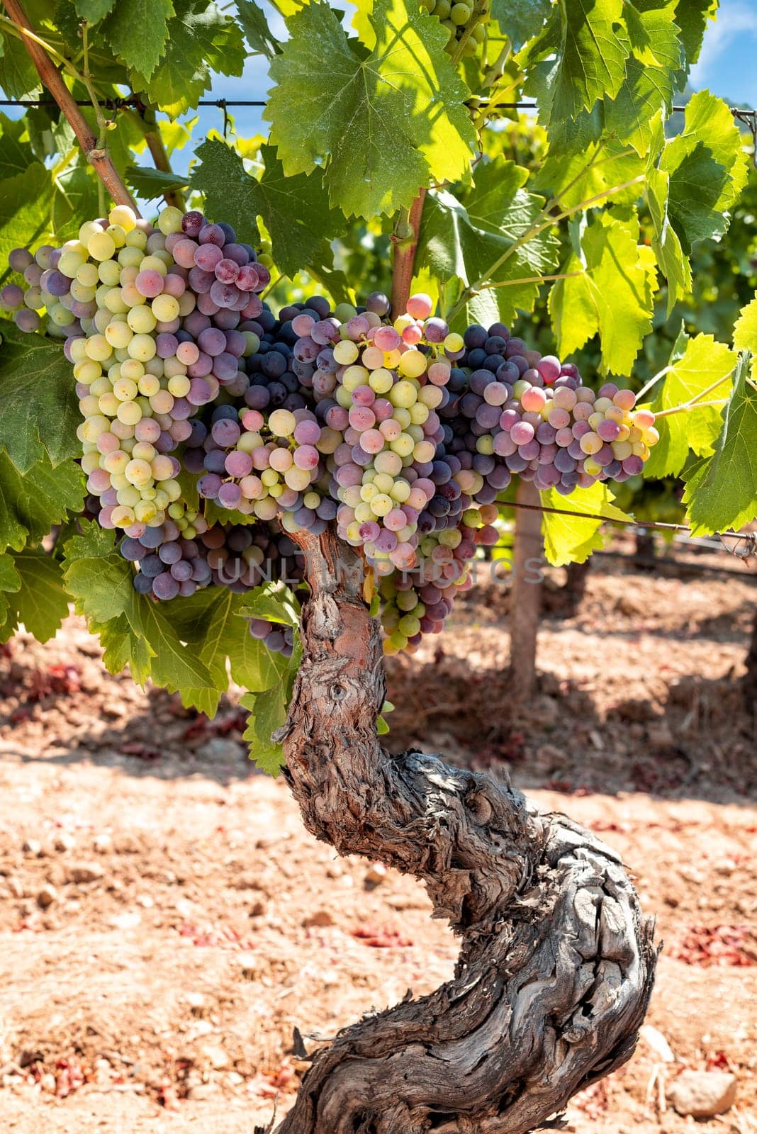 Veraison in a vineyard. Bunches of grapes with berries that begin the ripening phase. Traditional agriculture. Sardinia.