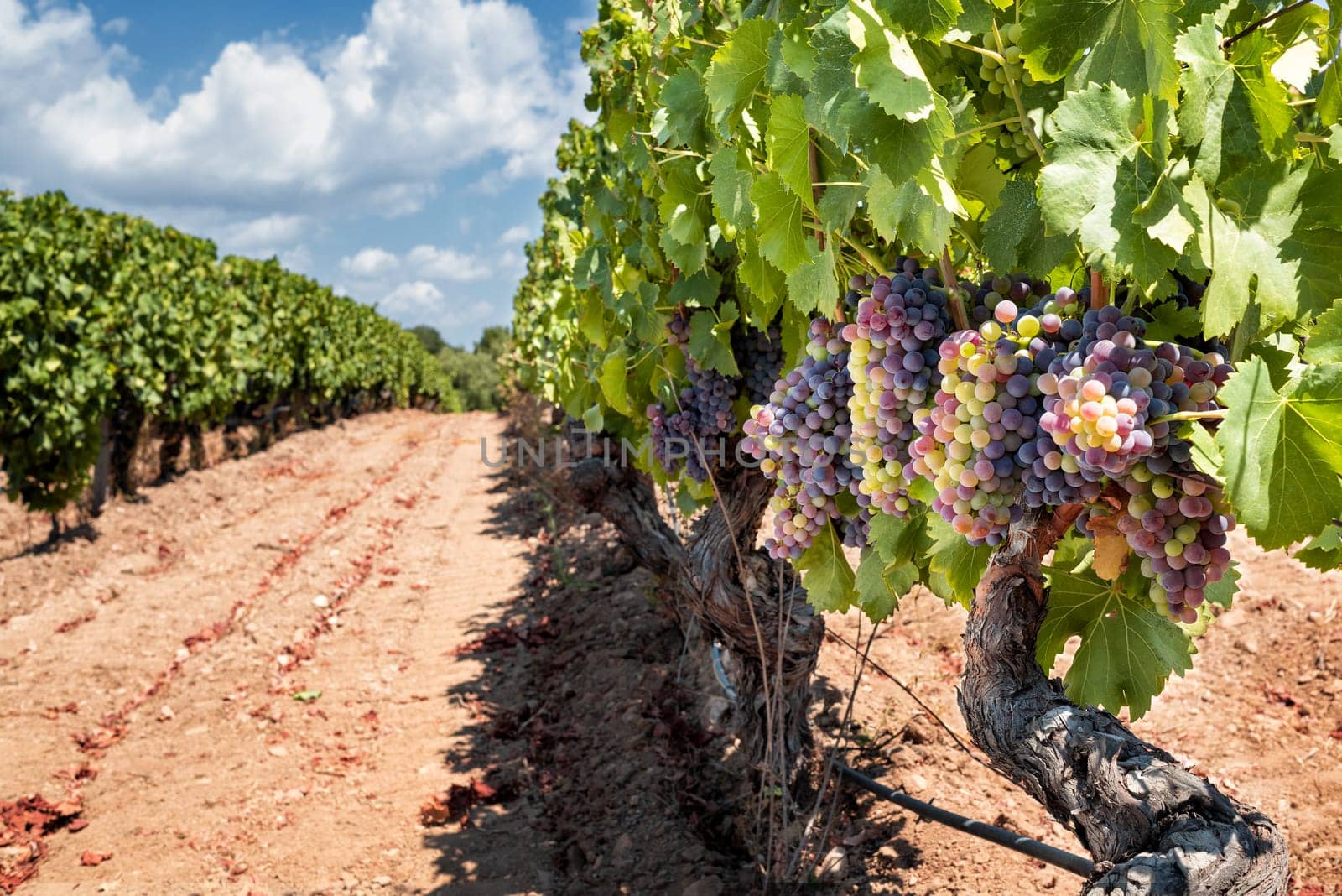 Veraison in a vineyard. Bunches of grapes with berries that begin the ripening phase. Traditional agriculture. Sardinia.