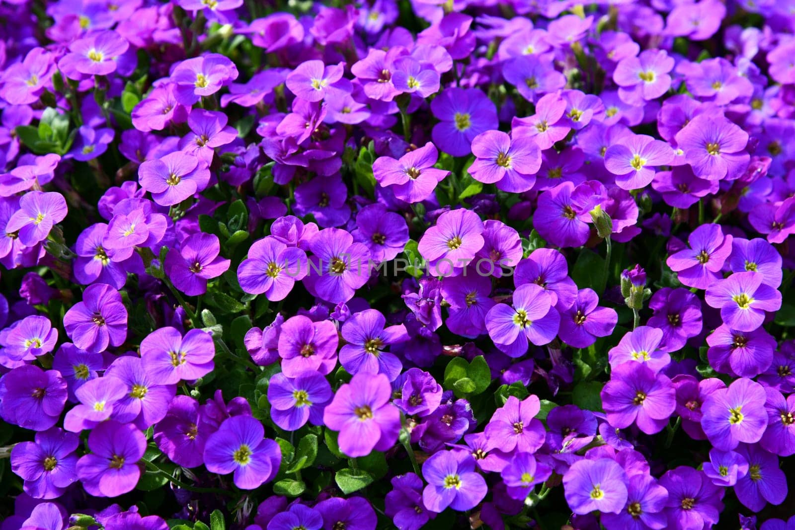 Greek blue cushion in bloom
