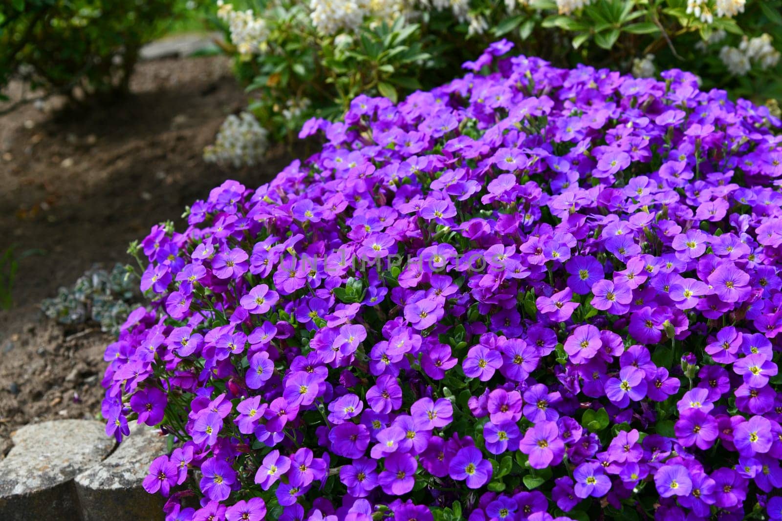 Greek blue cushion in bloom