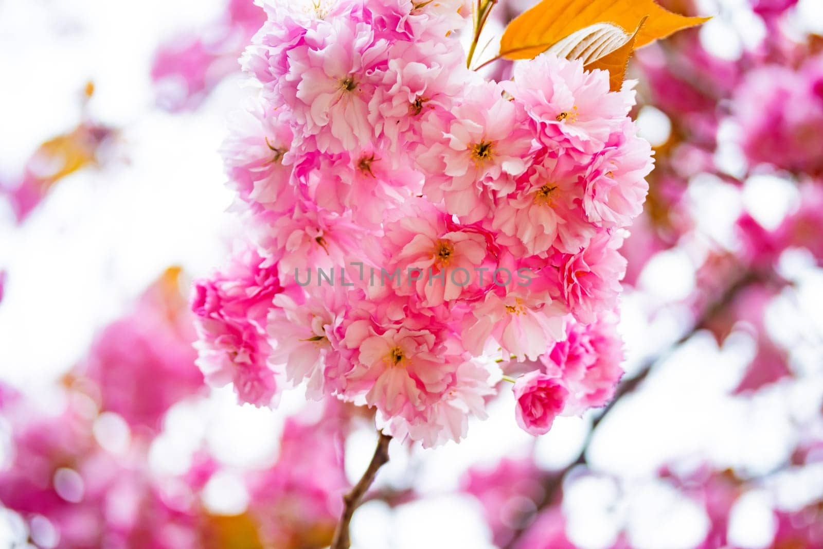 Beautiful pink cherry blossums in detail on a sunny day in sprintime