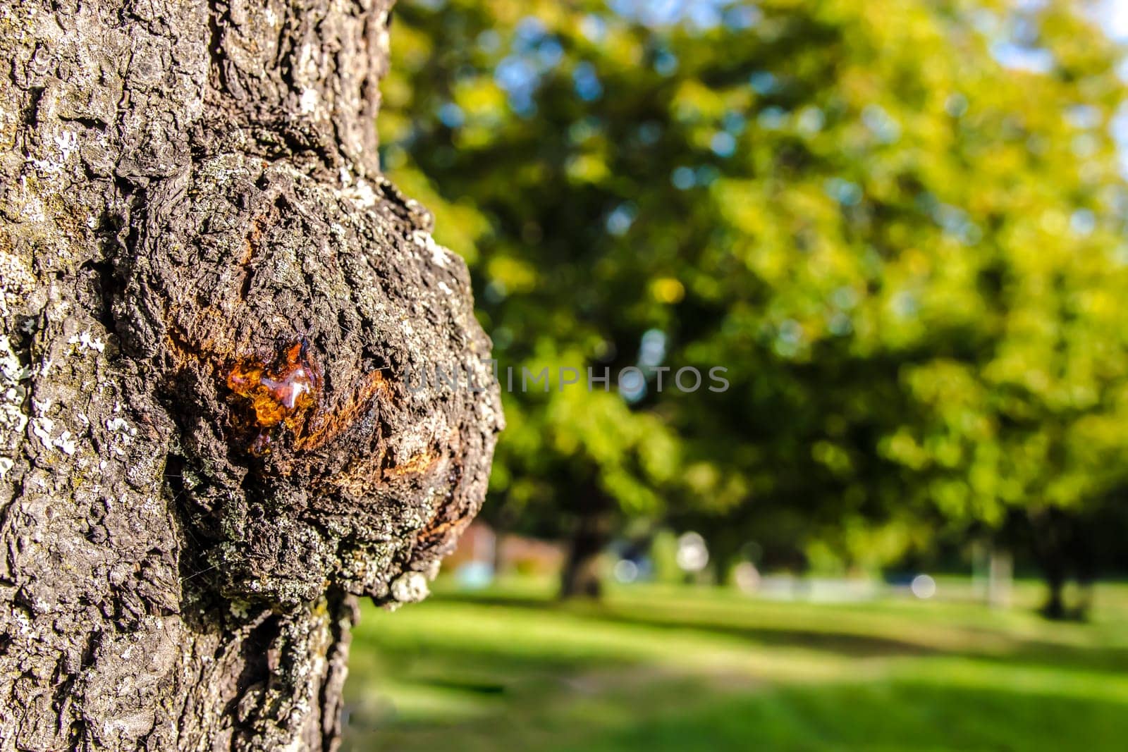 Tree Resin on a Tree Trunk with defocused green background