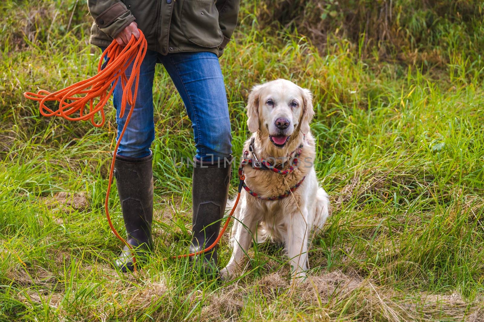 Dog owner trains with a golden retriever with the towline.